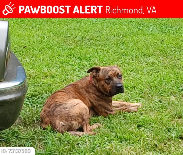 Lost Male Dog last seen 32nd and Midlothian by Yellowstone , Richmond, VA 23224