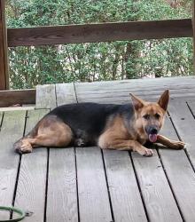Found/Stray Female Dog last seen Joseph road and robin hood ln, Hockley, TX 77447