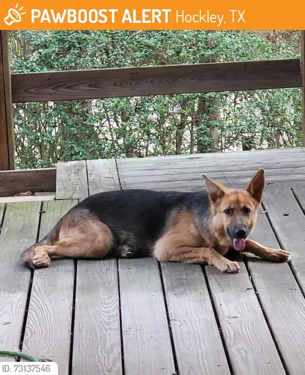 Found/Stray Female Dog last seen Joseph road and robin hood ln, Hockley, TX 77447