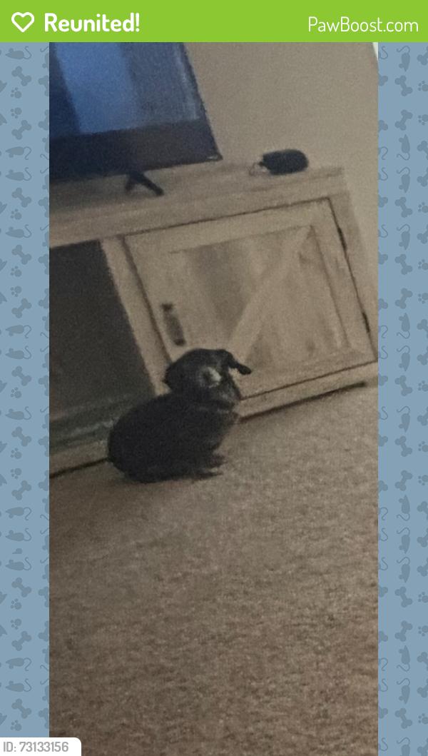 Reunited Female Dog last seen Near Peachtree Industrial Blvd, Peachtree Corners, GA 30092, Peachtree Corners, GA 30092
