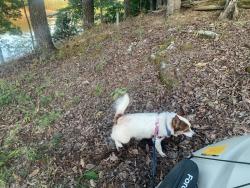 Reunited Female Dog last seen Woods by Dollar general, Birmingham, AL 35214