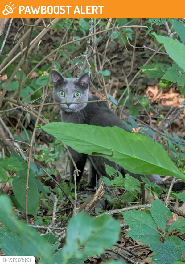 Found/Stray Unknown Cat last seen Camp skyline, Almont Township, MI 48003