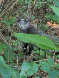 Found/Stray Unknown Cat last seen Camp skyline, Almont Township, MI 48003