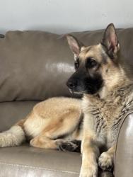 Reunited Male Dog last seen Near barberry st, Memphis, TN 38128