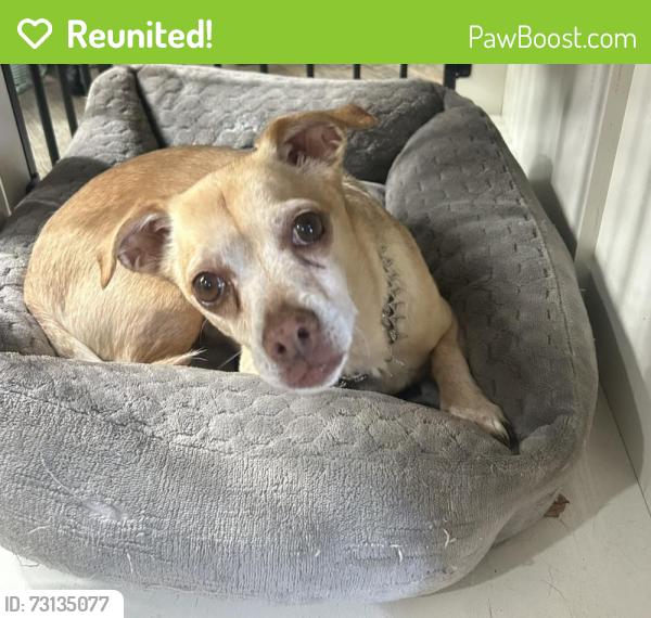 Reunited Male Dog last seen Prairie & 112th st, Inglewood, CA 90303
