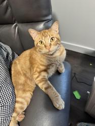 Reunited Female Cat last seen On NE 36th st, near corner of 159th st Vancouver, WA, Vancouver, WA 98682