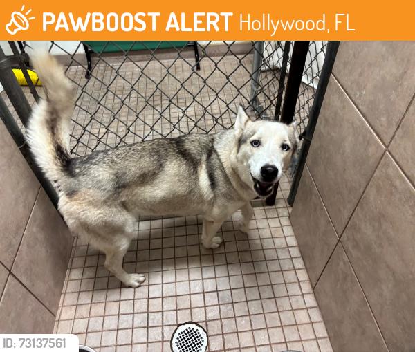 Found/Stray Female Dog last seen Lincoln Street, Hollywood, FL 33024