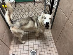 Found/Stray Female Dog last seen Lincoln Street, Hollywood, FL 33024