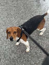 Lost Male Dog last seen Green view surgery center, Bowling Green, KY 42103