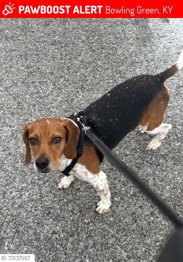 Lost Male Dog last seen Green view surgery center, Bowling Green, KY 42103