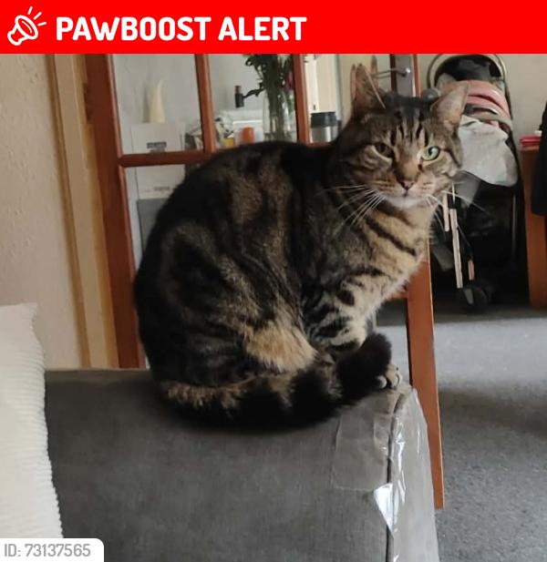 Lost Male Cat last seen Gkeadless townend Sheffield s12, South Yorkshire, England S12 2JU