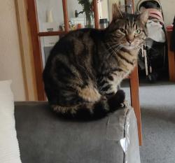 Lost Male Cat last seen Gkeadless townend Sheffield s12, South Yorkshire, England S12 2JU