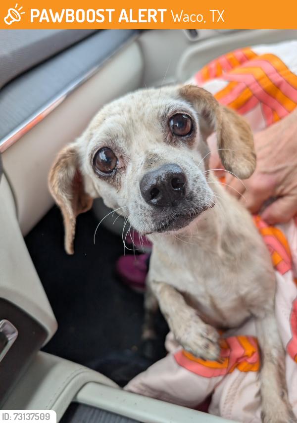Found/Stray Female Dog last seen Gholson Road, Clifton Street, Hwy 84, Waco, TX 76702