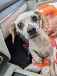 Found/Stray Female Dog last seen Gholson Road, Clifton Street, Hwy 84, Waco, TX 76702