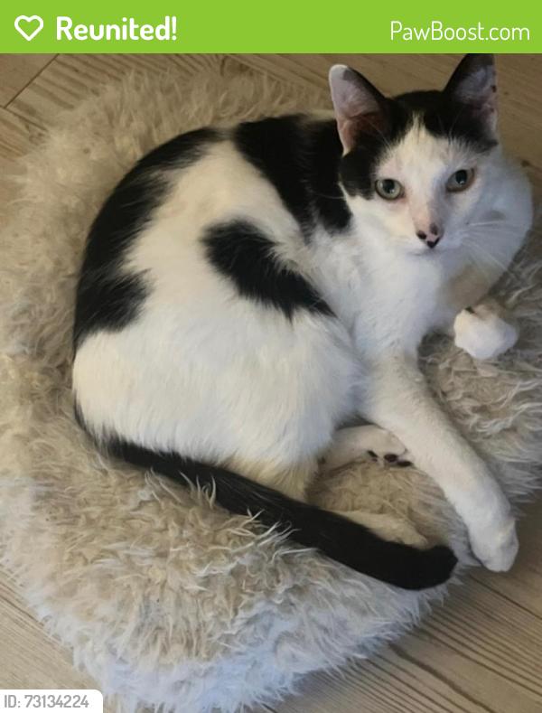 Reunited Male Cat last seen Luella and San Augustine area, Deer Park, TX 77536