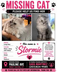 Reunited Female Cat last seen Pagels school, West Haven, CT 06516