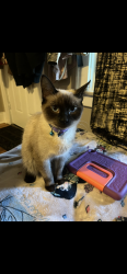 Lost Male Cat last seen Parsons, Columbus, OH 43207