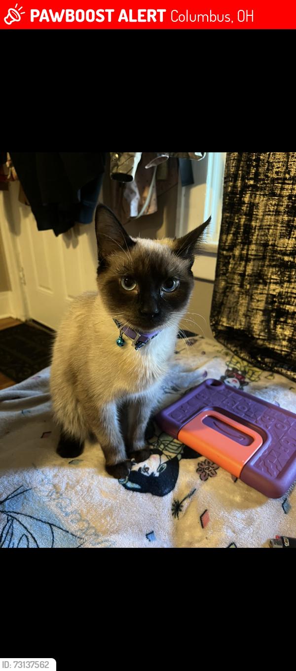 Lost Male Cat last seen Parsons, Columbus, OH 43207