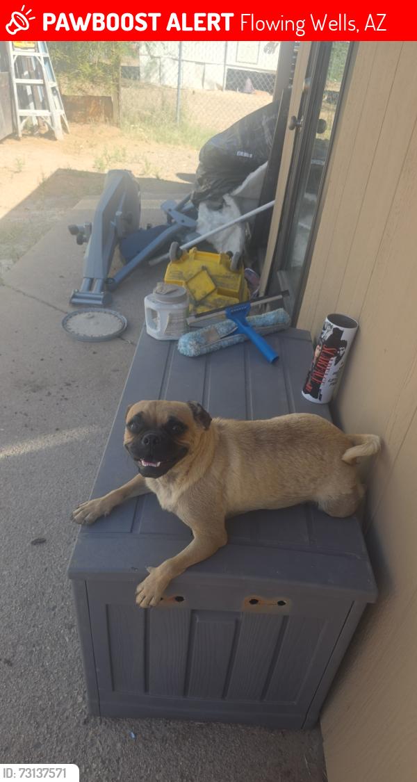 Lost Female Dog last seen Near n reno, Flowing Wells, AZ 85705