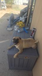 Lost Female Dog last seen Near n reno, Flowing Wells, AZ 85705