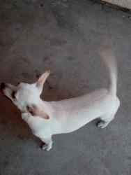 Reunited Female Dog last seen Near West country avenue 9277, Visalia, CA 93277
