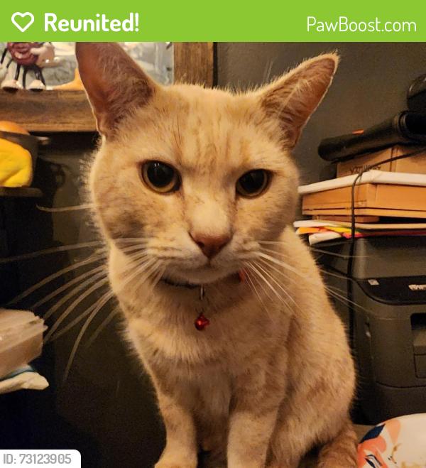 Reunited Male Cat last seen SW 80th st, Tigard, OR 97223
