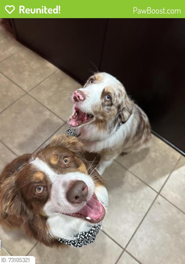 Reunited Male Dog last seen Green Meadow Street, Killeen, TX 76549