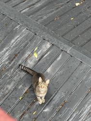 Lost Female Cat last seen By William diggs pool, Frederick, MD 21701