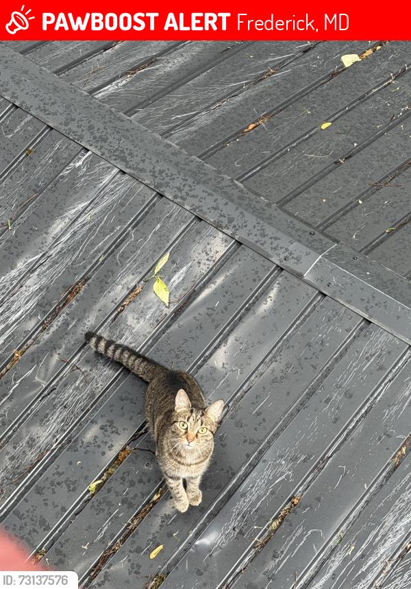 Lost Female Cat last seen By William diggs pool, Frederick, MD 21701