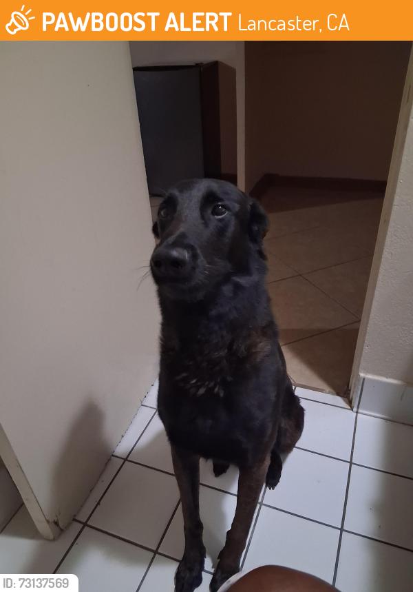 Found/Stray Male Dog last seen Sierra highway and Ave J, Lancaster, CA 93534