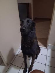 Found/Stray Male Dog last seen Sierra highway and Ave J, Lancaster, CA 93534
