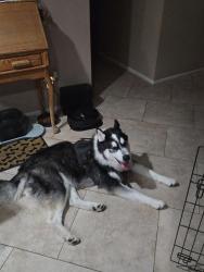 Found/Stray Male Dog last seen Central and Coral Gables, Phoenix, AZ 85023