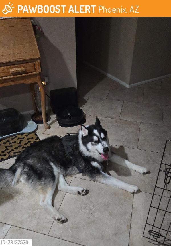 Found/Stray Male Dog last seen Central and Coral Gables, Phoenix, AZ 85023