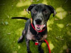 Shelter Stray Male Dog last seen , 2769 Conroy Rd, Orlando, FL 32839, USA