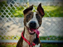 Shelter Stray Female Dog last seen , 2769 Conroy Rd, Orlando, FL 32839, USA