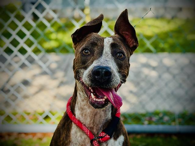 Shelter Stray Female Dog last seen , 2769 Conroy Rd, Orlando, FL 32839, USA