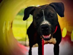 Shelter Stray Female Dog last seen , 2769 Conroy Rd, Orlando, FL 32839, USA