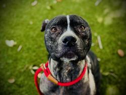 Shelter Stray Male Dog last seen , 2769 Conroy Rd, Orlando, FL 32839, USA