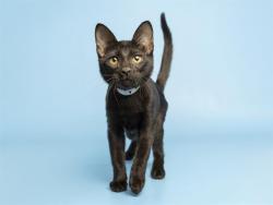 Shelter Stray Male Cat last seen GLENDALE AVE & EL MIRAGE RD, 5501 E Van Buren St, Phoenix, AZ 85008, USA