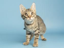 Shelter Stray Female Cat last seen LOOP 303 AND CACTUS, 5501 E Van Buren St, Phoenix, AZ 85008, USA