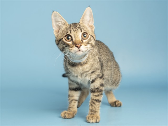 Shelter Stray Female Cat last seen LOOP 303 AND CACTUS, 5501 E Van Buren St, Phoenix, AZ 85008, USA