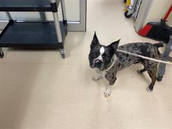 Shelter Stray Male Dog last seen Near BLOCK N 61ST ST, 3839 W Burnham St, West Milwaukee, WI 53215, USA