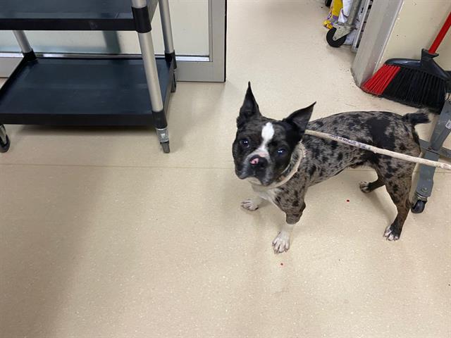 Shelter Stray Male Dog last seen Near BLOCK N 61ST ST, 3839 W Burnham St, West Milwaukee, WI 53215, USA