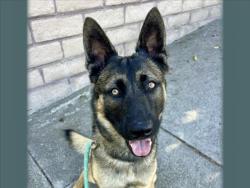 Shelter Stray Male Dog last seen , 957 N Gaffey St, San Pedro, CA 90731, USA