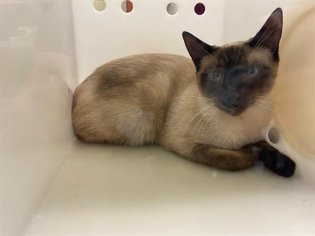 Shelter Stray Female Cat last seen Near BLOCK S OAK PARK DR, 3839 W Burnham St, West Milwaukee, WI 53215, USA