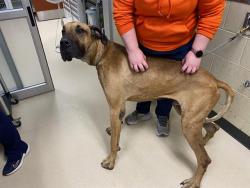 Shelter Stray Male Dog last seen Near BLOCK N 24TH ST, 3839 W Burnham St, West Milwaukee, WI 53215, USA