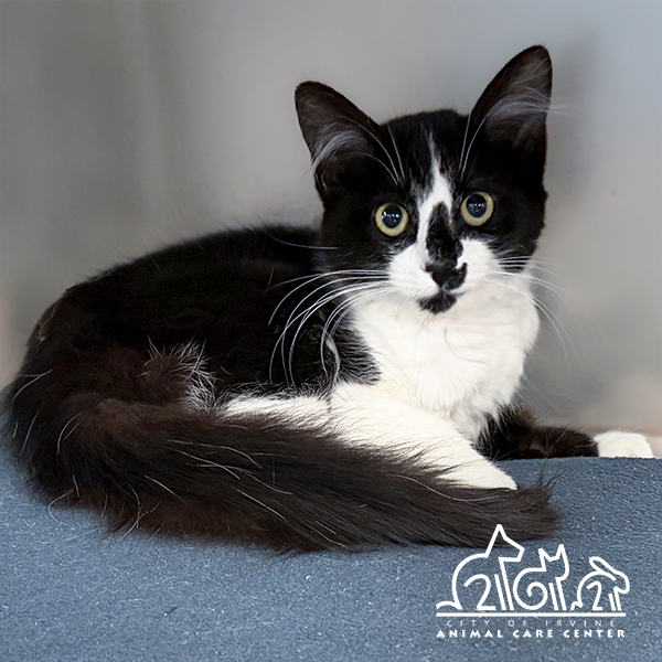 Shelter Stray Unknown Cat last seen HARVARD/WALNUT, 6443 Oak Canyon, Irvine, CA 92618, USA