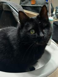 Reunited Female Cat last seen Lum Rd between Summers and Slattery, Attica, MI 48412