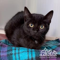 Shelter Stray Unknown Cat last seen HARVARD/WALNUT, 6443 Oak Canyon, Irvine, CA 92618, USA