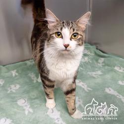 Shelter Stray Female Cat last seen SAND CANYON/ NIGHTMIST, 6443 Oak Canyon, Irvine, CA 92618, USA